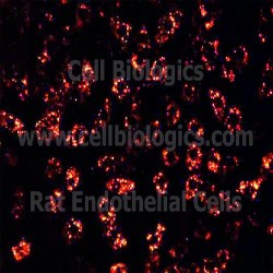 SD Rat Endothelial Cells (38)